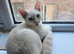 Cat for sale