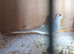 Diamond doves