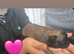 6 chug puppys ready on 5 July