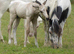Quality Colt By Rowley Late Arrival