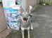 Northern Inuit cross American akita female