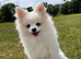 Pomeranian white male 10 months old