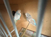 Breeding pair of exhibitions budgies