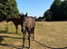 16hh Dark Bay 3yr Old filly