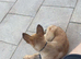 belgian malinois cross german sheperd girl for sale