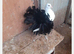 BLACK TAIL MARKED FANTAILS, PERMANENTLY ERECTED TAILS