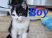 Beautiful kittens