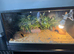 Leopard gecko