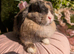 Mini lop adults