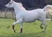 Arabian colt 2026 available at weaning