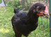 Bantam Orpington cockerels