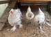 Silkie cross bantam