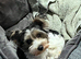 Biewer terrier