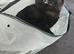 Lovely Male Kitten Looking for a Loving Home