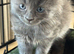 Lovely kittens one female one male