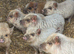 Kune kune piglets