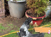 Gorgeous bantams looking for a new home