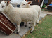 Beautiful pet sheep
