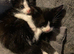 1 boy 1 girl black and white kittens