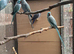 Blue Male Indian Ringneck for Sale