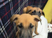 Pure Belgian malinois