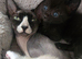 REDUCED Ready NOW Beautiful babies ready next week, these  kittens are absloutely stunning