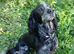 Adult Female Sprocker (Spayed)