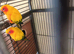 Pair of sun conures