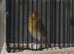 2025 goldfinch mule singing all day