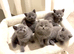 5 Chunky British shorthair girls