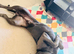 Rehoming dog
