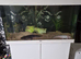 Axolotos with tank