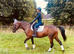 16hh Mare for sale ** She has now found a lovely loan home for the foreseeable.