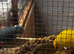 3 beautiful kakariki for sale