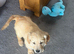 Puppy’s can be taken home from Friday please get in touch