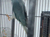 Breeding Pairs of Indian Ringnecks for sale