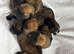 Chunky Presa Canario Puppies for sale