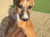 Lurcher puppies