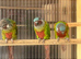 Hand reared Emma&rsquo;s conure