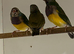 For Sale Gouldian Finch Males x 6 2026 youngsters