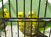 Black face & Black wing budgies available