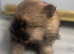 2 loving boy full Pomeranian puppies