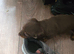 3 miniature dachshund pups