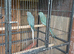 Indain ringneck Parrot gray/blue