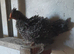 Chickens