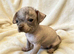 Chihuahua Cross Chinese Crested Pups