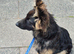German Shepherd puppy 7 months old
