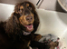 KC registered show cocker spaniels