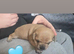 6 chug puppys ready on 5 July