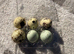 Quail hatching eggs!